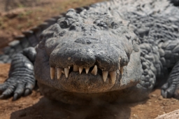 TRAVEL 230 Maroko Agadír CrocoPark Krokodýl nilský IMG_8081